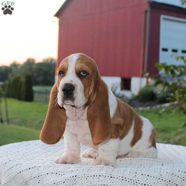 Barney, Basset Hound Puppy